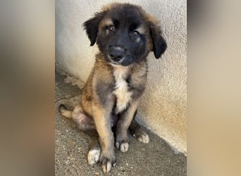 Mickey, geb. ca. 03/2026 , lebt in GRIECHENLAND, im städt. Tierheim Serres