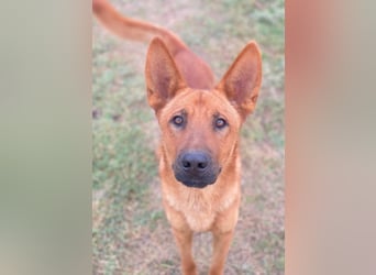 Zylo, geb. ca. 10/2024, lebt in GRIECHENLAND, im städt. Tierheim Serres