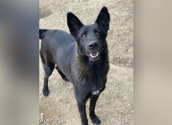 Zanders, geb. ca. 05/2023, lebt in GRIECHENLAND, im städt. Tierheim Serres