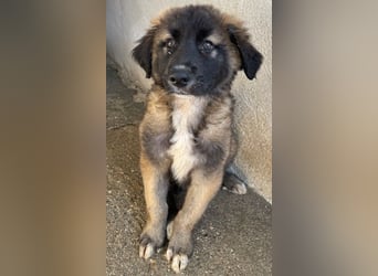 Mickey, geb. ca. 03/2026 , lebt in GRIECHENLAND, im städt. Tierheim Serres