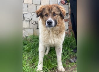 Fellnando, geb. ca. 04/2025, lebt in GRIECHENLAND, auf einer privaten Pflegestelle