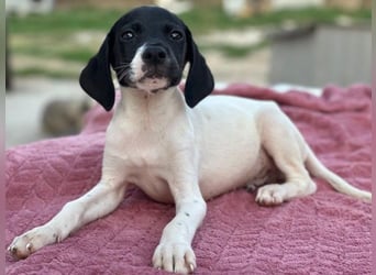 Yoshi, geb. ca. 05/2026, lebt in GRIECHENLAND, im städt. Tierheim Serres