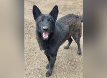 Zanders, geb. ca. 05/2023, lebt in GRIECHENLAND, im städt. Tierheim Serres