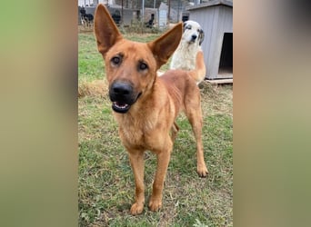 Zylo, geb. ca. 10/2024, lebt in GRIECHENLAND, im städt. Tierheim Serres