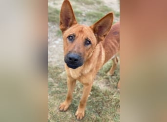 Zylo, geb. ca. 10/2024, lebt in GRIECHENLAND, im städt. Tierheim Serres