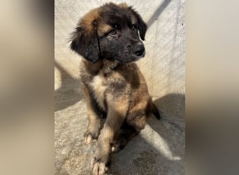 Mickey, geb. ca. 03/2026 , lebt in GRIECHENLAND, im städt. Tierheim Serres
