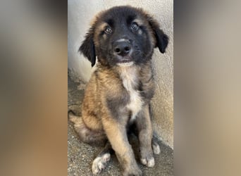 Mickey, geb. ca. 03/2026 , lebt in GRIECHENLAND, im städt. Tierheim Serres