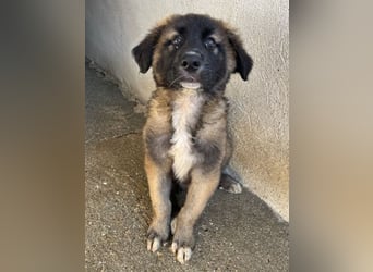 Mickey, geb. ca. 03/2026 , lebt in GRIECHENLAND, im städt. Tierheim Serres