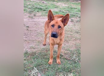 Zylo, geb. ca. 10/2024, lebt in GRIECHENLAND, im städt. Tierheim Serres