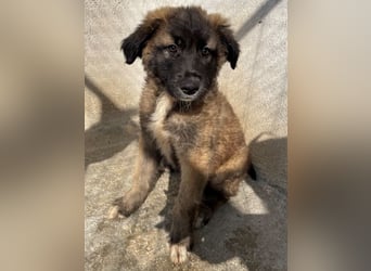 Mickey, geb. ca. 03/2026 , lebt in GRIECHENLAND, im städt. Tierheim Serres