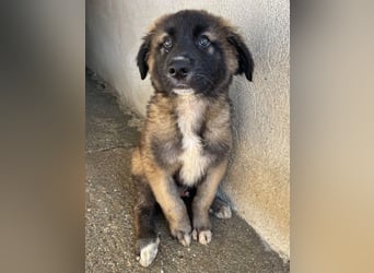 Mickey, geb. ca. 03/2026 , lebt in GRIECHENLAND, im städt. Tierheim Serres