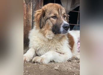 Fellnando, geb. ca. 04/2025, lebt in GRIECHENLAND, auf einer privaten Pflegestelle