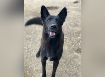 Zanders, geb. ca. 05/2023, lebt in GRIECHENLAND, im städt. Tierheim Serres