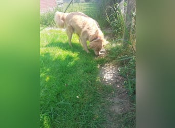 Simba - Unglücksrabe (auf Pflegestelle in Schleswig Holstein)