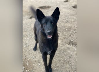 Zanders, geb. ca. 05/2023, lebt in GRIECHENLAND, im städt. Tierheim Serres