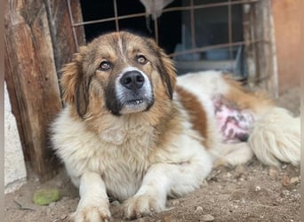 Fellnando, geb. ca. 04/2025, lebt in GRIECHENLAND, auf einer privaten Pflegestelle