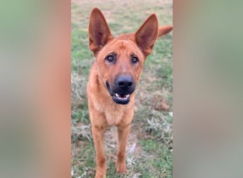 Zylo, geb. ca. 10/2024, lebt in GRIECHENLAND, im städt. Tierheim Serres