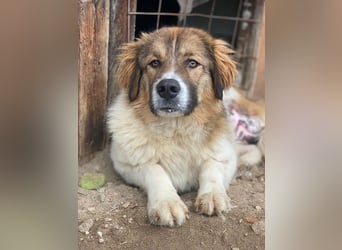 Fellnando, geb. ca. 04/2025, lebt in GRIECHENLAND, auf einer privaten Pflegestelle