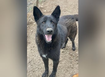 Zanders, geb. ca. 05/2023, lebt in GRIECHENLAND, im städt. Tierheim Serres