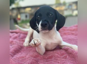 Yoshi, geb. ca. 05/2026, lebt in GRIECHENLAND, im städt. Tierheim Serres