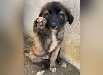 Mickey, geb. ca. 03/2026 , lebt in GRIECHENLAND, im städt. Tierheim Serres