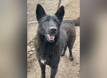 Zanders, geb. ca. 05/2023, lebt in GRIECHENLAND, im städt. Tierheim Serres