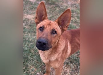 Zylo, geb. ca. 10/2024, lebt in GRIECHENLAND, im städt. Tierheim Serres