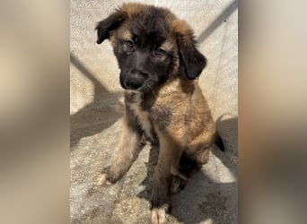 Mickey, geb. ca. 03/2026 , lebt in GRIECHENLAND, im städt. Tierheim Serres