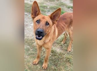 Zylo, geb. ca. 10/2024, lebt in GRIECHENLAND, im städt. Tierheim Serres