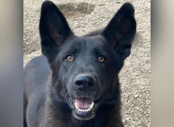 Zanders, geb. ca. 05/2023, lebt in GRIECHENLAND, im städt. Tierheim Serres