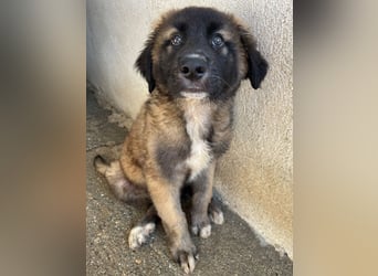 Mickey, geb. ca. 03/2026 , lebt in GRIECHENLAND, im städt. Tierheim Serres