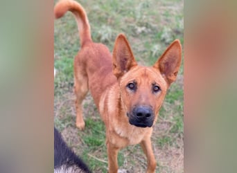 Zylo, geb. ca. 10/2024, lebt in GRIECHENLAND, im städt. Tierheim Serres