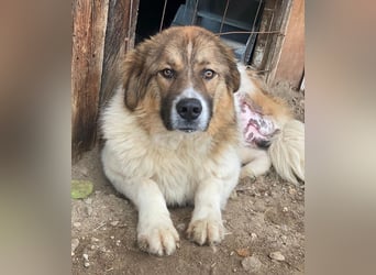 Fellnando, geb. ca. 04/2025, lebt in GRIECHENLAND, auf einer privaten Pflegestelle