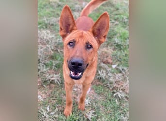 Zylo, geb. ca. 10/2024, lebt in GRIECHENLAND, im städt. Tierheim Serres