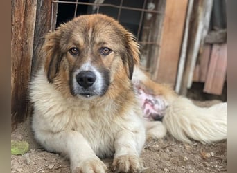 Fellnando, geb. ca. 04/2025, lebt in GRIECHENLAND, auf einer privaten Pflegestelle