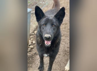 Zanders, geb. ca. 05/2023, lebt in GRIECHENLAND, im städt. Tierheim Serres