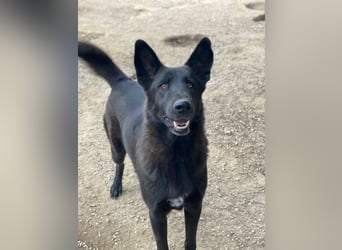 Zanders, geb. ca. 05/2023, lebt in GRIECHENLAND, im städt. Tierheim Serres