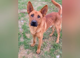 Zylo, geb. ca. 10/2024, lebt in GRIECHENLAND, im städt. Tierheim Serres