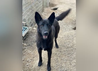 Zanders, geb. ca. 05/2023, lebt in GRIECHENLAND, im städt. Tierheim Serres