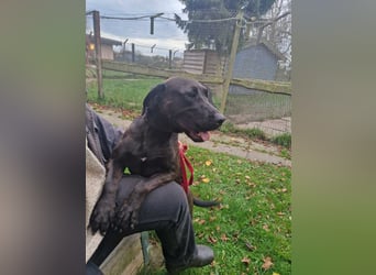 Santal - Lebensfreude pur