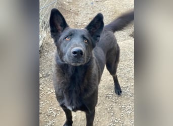 Zanders, geb. ca. 05/2023, lebt in GRIECHENLAND, im städt. Tierheim Serres