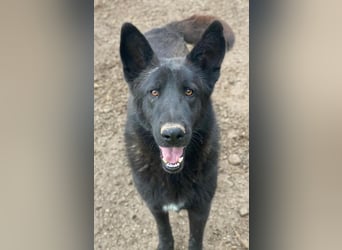 Zanders, geb. ca. 05/2023, lebt in GRIECHENLAND, im städt. Tierheim Serres