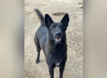 Zanders, geb. ca. 05/2023, lebt in GRIECHENLAND, im städt. Tierheim Serres