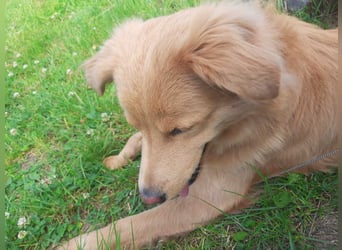 Simba - Unglücksrabe (auf Pflegestelle in Schleswig Holstein)