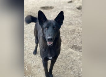 Zanders, geb. ca. 05/2023, lebt in GRIECHENLAND, im städt. Tierheim Serres