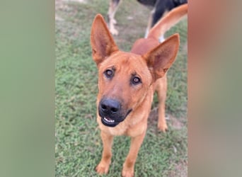 Zylo, geb. ca. 10/2024, lebt in GRIECHENLAND, im städt. Tierheim Serres