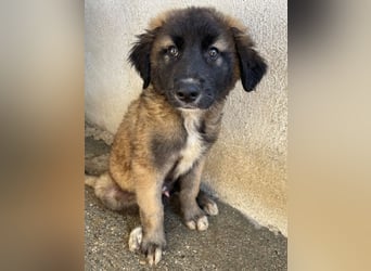 Mickey, geb. ca. 03/2026 , lebt in GRIECHENLAND, im städt. Tierheim Serres