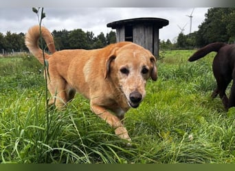 Charlie - ein freundlicher Senior sucht ein ruhiges Zuhause