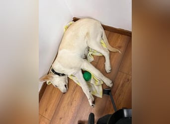 Süße Renee sucht ihr Zuhause