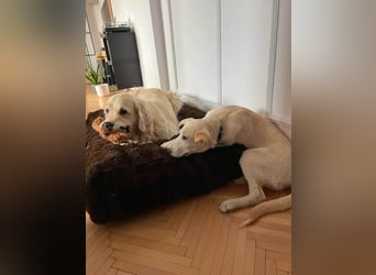 Süße Renee sucht ihr Zuhause